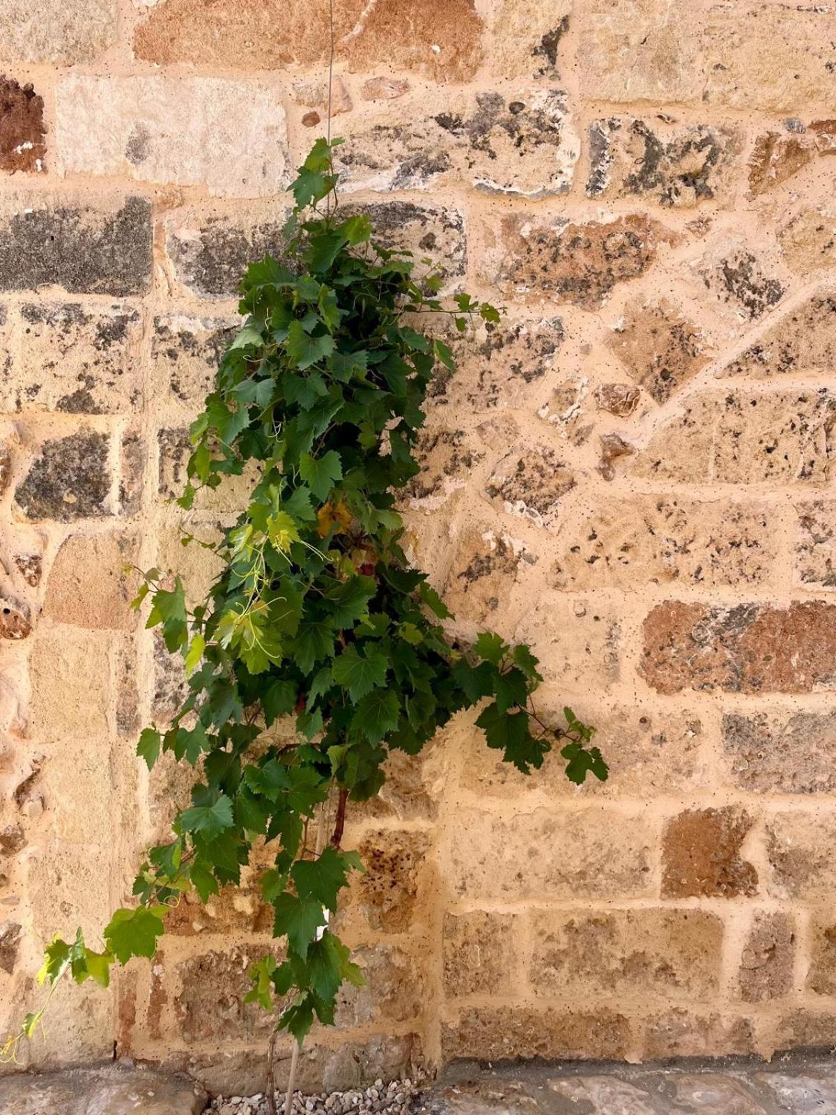 Masseria Voluzzi 코페르티노 외부 사진